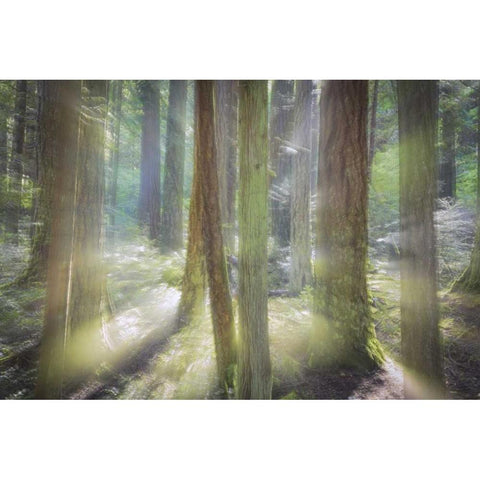 WA, Scenic Beach SP Blurred forest scene Gold Ornate Wood Framed Art Print with Double Matting by Paulson, Don