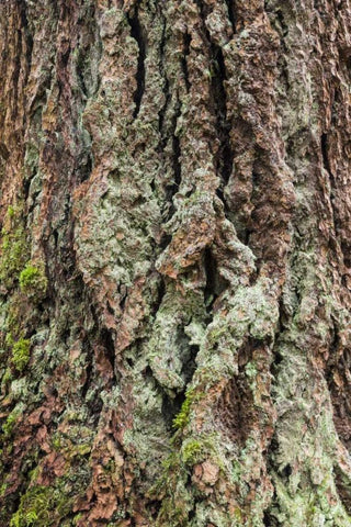 Washington, Olympics Old growth Douglas fir bark White Modern Wood Framed Art Print with Double Matting by Paulson, Don