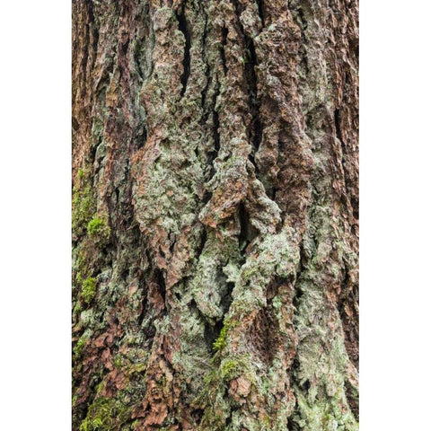 Washington, Olympics Old growth Douglas fir bark Black Modern Wood Framed Art Print with Double Matting by Paulson, Don