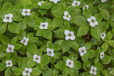 WA, Olympic NP Bunchberry with white flowers White Modern Wood Framed Art Print with Double Matting by Paulson, Don