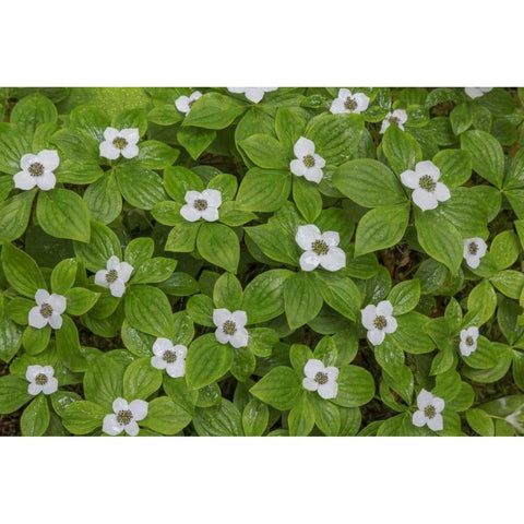 WA, Olympic NP Bunchberry with white flowers Black Modern Wood Framed Art Print by Paulson, Don