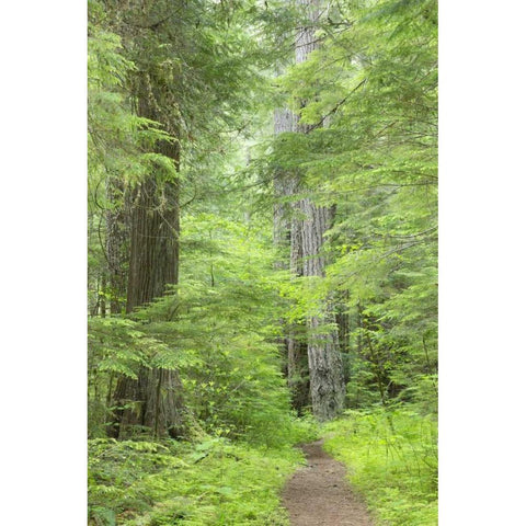 WA, Olympic NF Lower Big Quilcene River Trail White Modern Wood Framed Art Print by Paulson, Don