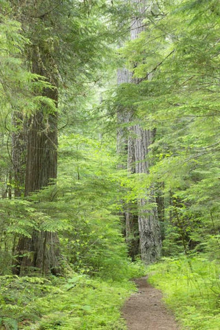 WA, Olympic NF Lower Big Quilcene River Trail White Modern Wood Framed Art Print with Double Matting by Paulson, Don