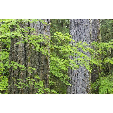 WA, Olympic NP Vine maple and Douglas fir trees Gold Ornate Wood Framed Art Print with Double Matting by Paulson, Don