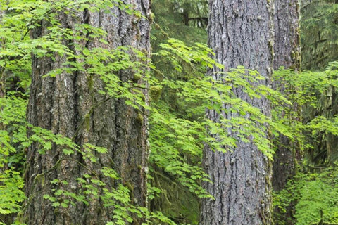 WA, Olympic NP Vine maple and Douglas fir trees White Modern Wood Framed Art Print with Double Matting by Paulson, Don