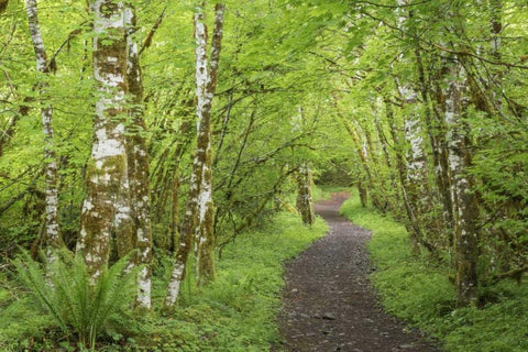 Washington, Olympic NP Trail through a forest White Modern Wood Framed Art Print with Double Matting by Paulson, Don