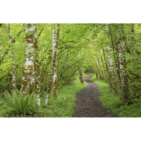 Washington, Olympic NP Trail through a forest Gold Ornate Wood Framed Art Print with Double Matting by Paulson, Don