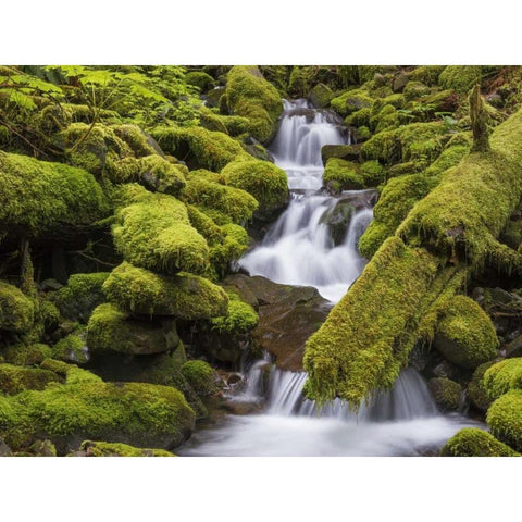 Washington, Olympic NP Small stream in forest White Modern Wood Framed Art Print by Paulson, Don