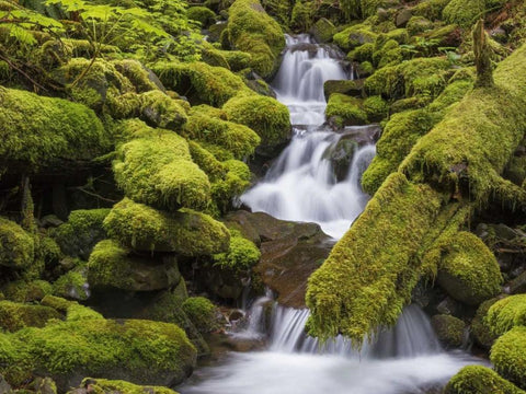 Washington, Olympic NP Small stream in forest White Modern Wood Framed Art Print with Double Matting by Paulson, Don