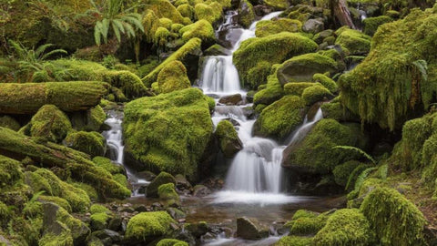 Washington, Olympic NP Small stream in forest White Modern Wood Framed Art Print with Double Matting by Paulson, Don