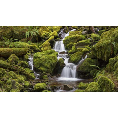 Washington, Olympic NP Small stream in forest Gold Ornate Wood Framed Art Print with Double Matting by Paulson, Don