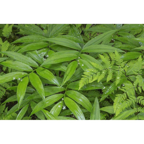 WA, Olympic NP Star-flowered false Solomons seal White Modern Wood Framed Art Print by Paulson, Don