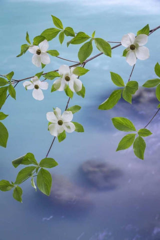 WA, Olympic NF Flowering Pacific dogwood branch White Modern Wood Framed Art Print with Double Matting by Paulson, Don