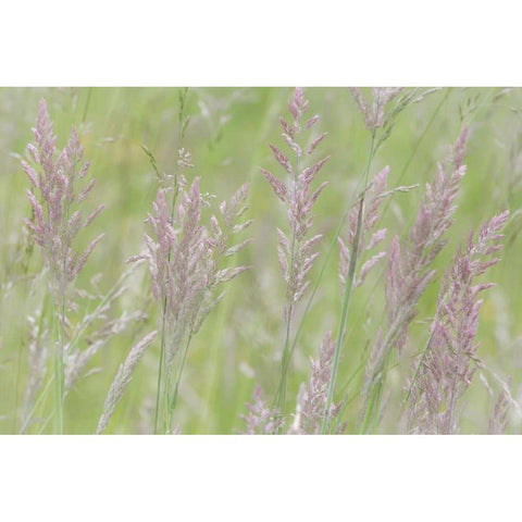 USA, Washington, Seabeck Grasses in motion Black Modern Wood Framed Art Print with Double Matting by Paulson, Don