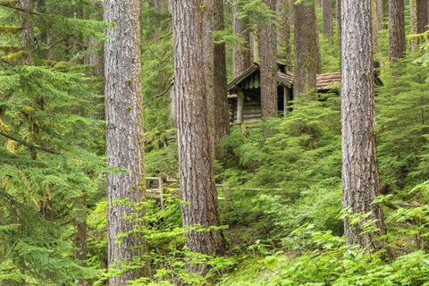 USA, Washington, Olympic NP Forest cabin shelter White Modern Wood Framed Art Print with Double Matting by Paulson, Don