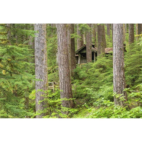 USA, Washington, Olympic NP Forest cabin shelter Black Modern Wood Framed Art Print by Paulson, Don