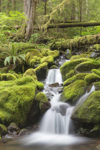 Washington, Olympic NP Small stream in forest White Modern Wood Framed Art Print with Double Matting by Paulson, Don
