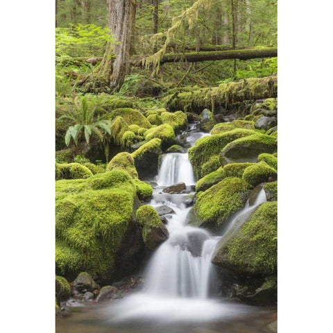 Washington, Olympic NP Small stream in forest Gold Ornate Wood Framed Art Print with Double Matting by Paulson, Don