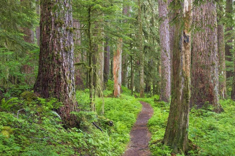 Washington, Olympic NP Old growth forest White Modern Wood Framed Art Print with Double Matting by Paulson, Don
