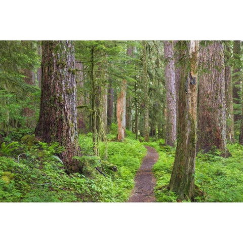 Washington, Olympic NP Old growth forest White Modern Wood Framed Art Print by Paulson, Don