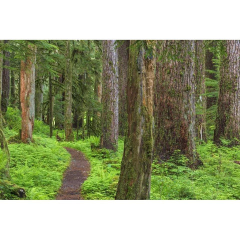 Washington, Olympic NP Old growth forest Gold Ornate Wood Framed Art Print with Double Matting by Paulson, Don