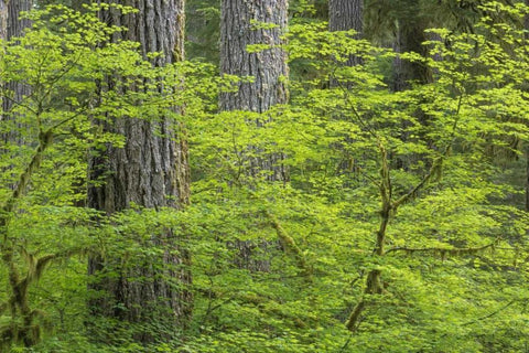WA, Olympic NP Vine maple and Douglas fir trees White Modern Wood Framed Art Print with Double Matting by Paulson, Don