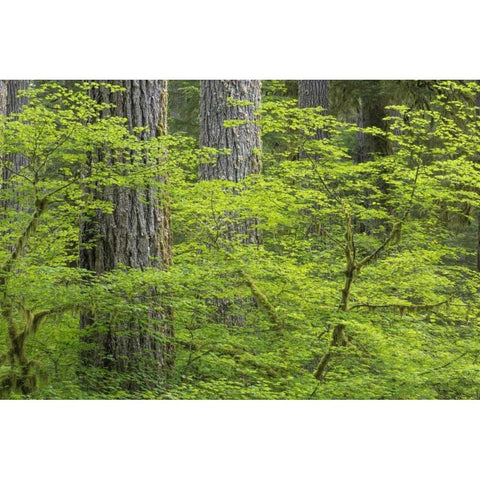 WA, Olympic NP Vine maple and Douglas fir trees Gold Ornate Wood Framed Art Print with Double Matting by Paulson, Don