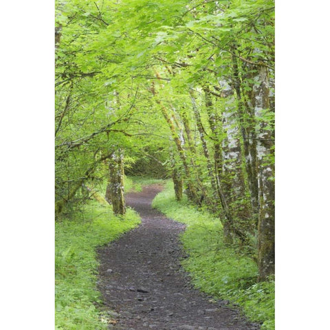 Washington, Olympic NP Trail through a forest Gold Ornate Wood Framed Art Print with Double Matting by Paulson, Don