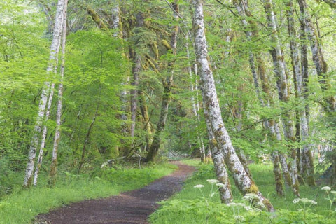 Washington, Olympic NP Trail through a forest White Modern Wood Framed Art Print with Double Matting by Paulson, Don