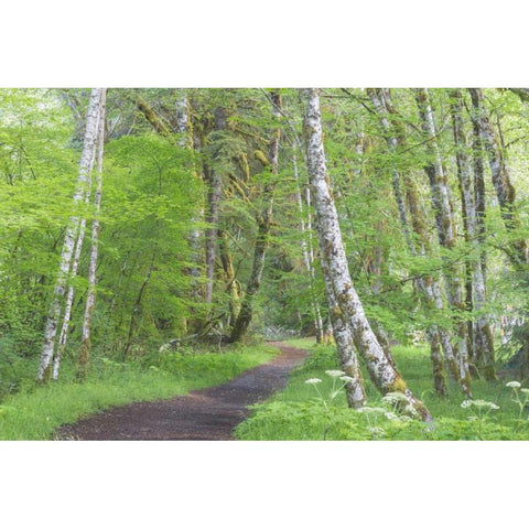Washington, Olympic NP Trail through a forest White Modern Wood Framed Art Print by Paulson, Don