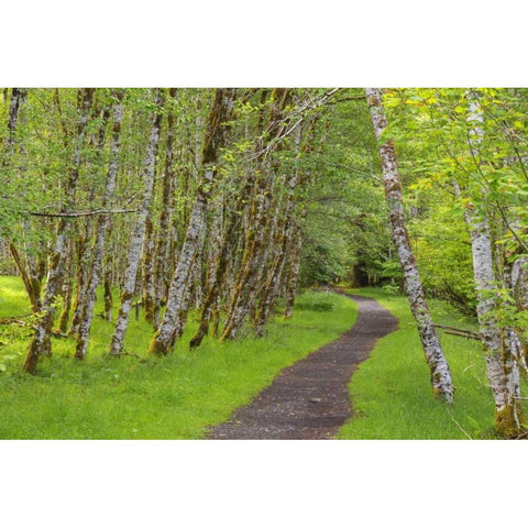 Washington, Olympic NP Trail through a forest Black Modern Wood Framed Art Print with Double Matting by Paulson, Don