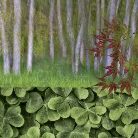 Washington Collage of alder trees and oxalis White Modern Wood Framed Art Print with Double Matting by Paulson, Don