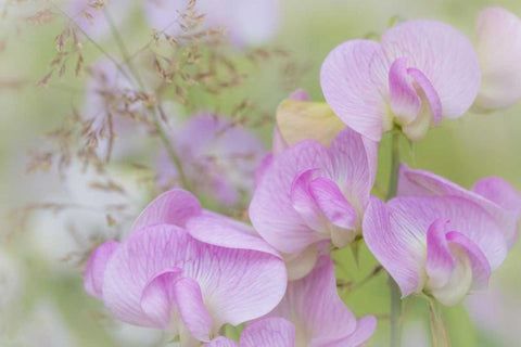Washington, Seabeck Detail of sweet pea blossoms Black Ornate Wood Framed Art Print with Double Matting by Paulson, Don