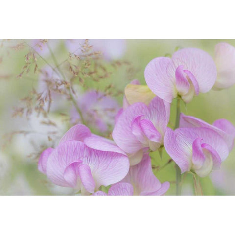 Washington, Seabeck Detail of sweet pea blossoms White Modern Wood Framed Art Print by Paulson, Don