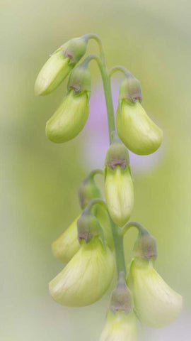 Washington, Seabeck Close-up of sweet pea buds White Modern Wood Framed Art Print with Double Matting by Paulson, Don