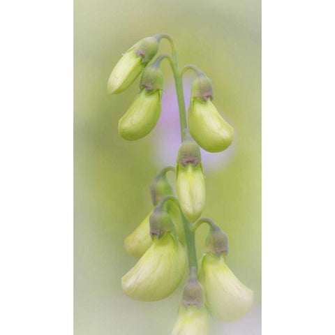 Washington, Seabeck Close-up of sweet pea buds Black Modern Wood Framed Art Print by Paulson, Don