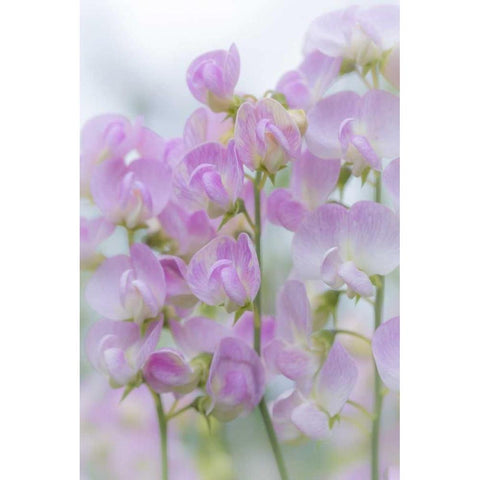 USA, Washington, Seabeck Sweet pea blossoms Black Modern Wood Framed Art Print with Double Matting by Paulson, Don