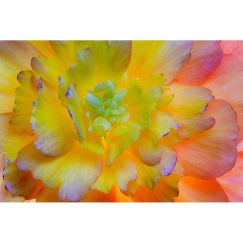 WA, Seabeck A back-lit, glowing begonia blossom White Modern Wood Framed Art Print by Paulson, Don