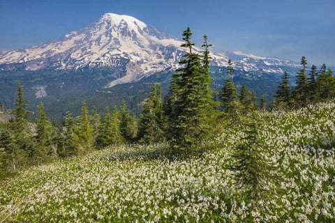 Washington Avalanche lilies and Mount Rainier White Modern Wood Framed Art Print with Double Matting by Paulson, Don