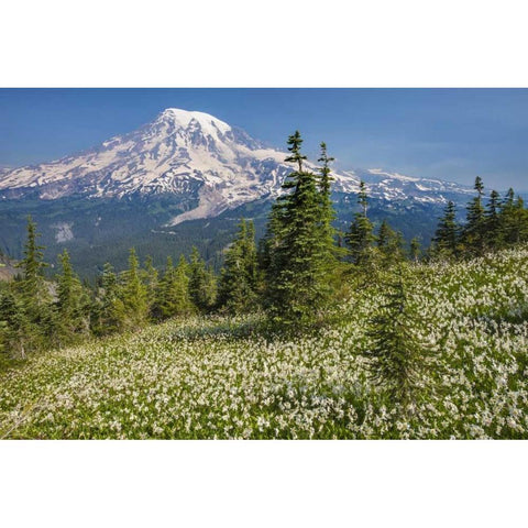 Washington Avalanche lilies and Mount Rainier Gold Ornate Wood Framed Art Print with Double Matting by Paulson, Don
