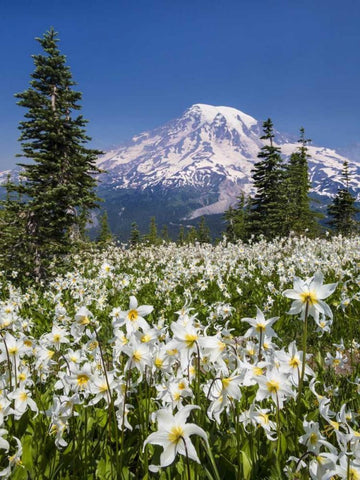 Washington Avalanche lilies and Mount Rainier White Modern Wood Framed Art Print with Double Matting by Paulson, Don
