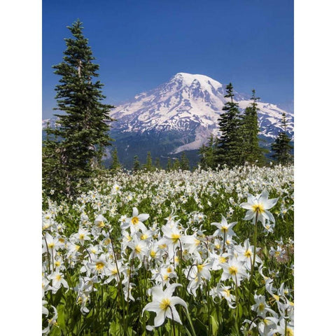 Washington Avalanche lilies and Mount Rainier White Modern Wood Framed Art Print by Paulson, Don