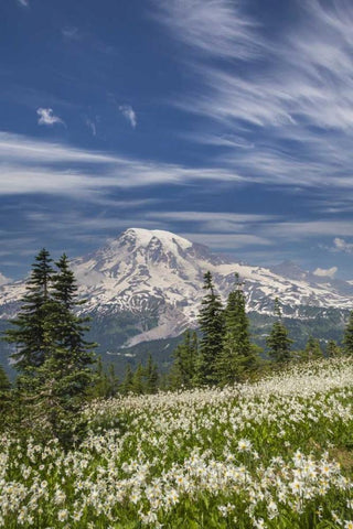 Washington Avalanche lilies and Mount Rainier Black Ornate Wood Framed Art Print with Double Matting by Paulson, Don