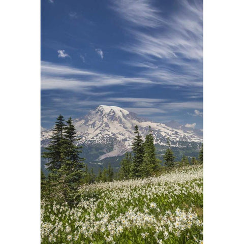 Washington Avalanche lilies and Mount Rainier Black Modern Wood Framed Art Print by Paulson, Don