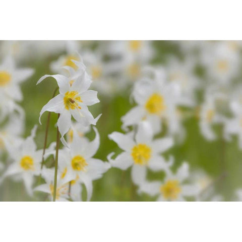 Washington, Mount Rainier NP Avalanche lilies Black Modern Wood Framed Art Print by Paulson, Don