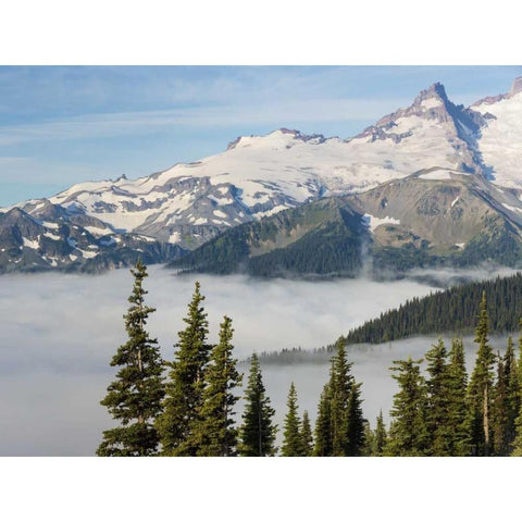 WA, Mt Rainier NP Landscape from Sunrise Point White Modern Wood Framed Art Print by Paulson, Don