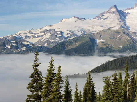 WA, Mt Rainier NP Landscape from Sunrise Point White Modern Wood Framed Art Print with Double Matting by Paulson, Don
