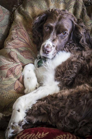 Washington English springer spaniel on couch White Modern Wood Framed Art Print with Double Matting by Paulson, Don