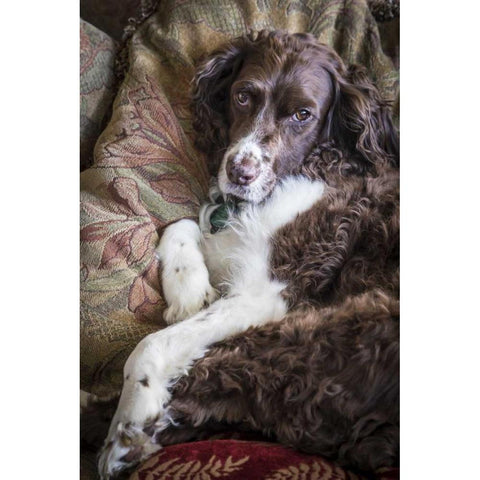 Washington English springer spaniel on couch White Modern Wood Framed Art Print by Paulson, Don