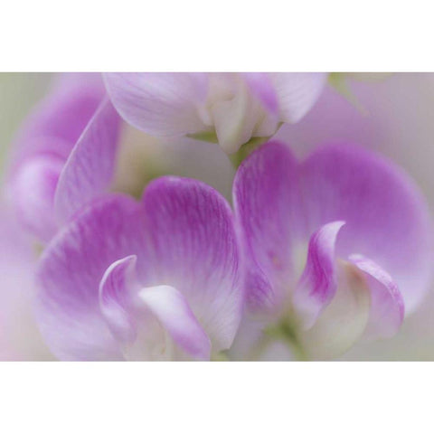 Washington, Seabeck Detail of sweet pea blossoms White Modern Wood Framed Art Print by Paulson, Don